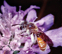 Wildbienen. Wie sie leben. Wie wir sie schützen können