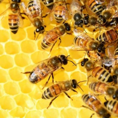 Bienensachverständige