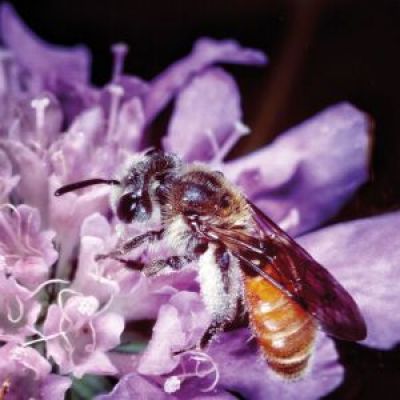 Bienenweidekatalog